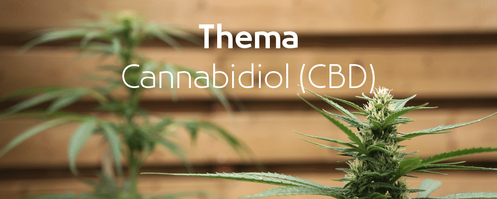 Najaar 2019 staat in het thema van CBD. Op dit plaatje zie je twee hennepplanten in bloei.